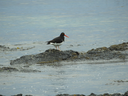 Magellanic Oystercatcher (Haematopus leucopodus), photo 6