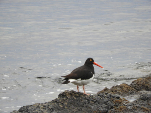 Magellanic Oystercatcher (Haematopus leucopodus), photo 7