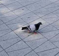 Columba livia domestica