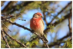 Haemorhous mexicanus