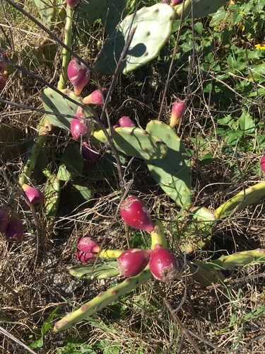 shell mound pricklypear