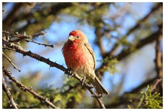 Haemorhous mexicanus