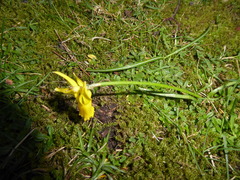 (c) jamie-aa, some rights reserved (CC BY) Narcissus cyclamineus, photograph (c) jamie-aa, some rights reserved (CC BY)
