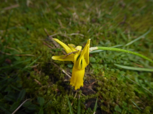 Narcissus cyclamineus, photograph 3
