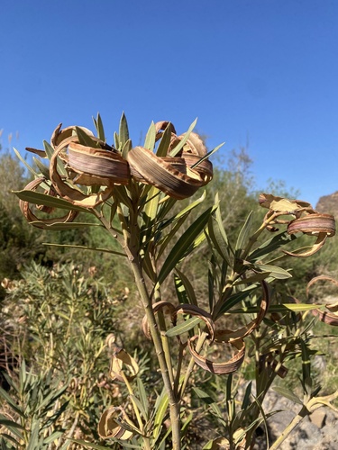 oleander