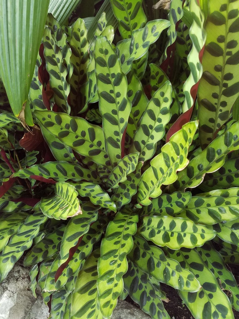 Goeppertia insignis clump of spotted foliage