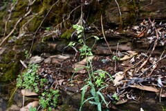 Borodinia laevigata, photograph Dominic, CC BY, iNaturalist via GBIF