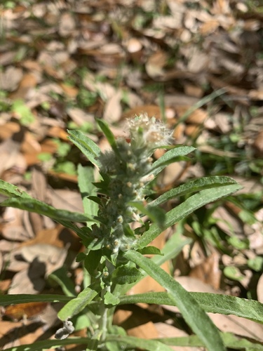 Gamochaeta pensylvanica image