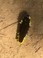 Gynautocera rubriscutellata