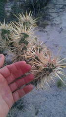 Cylindropuntia sanfelipensis