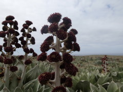 Pleurophyllum hookeri