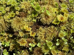 Mniodendron comatum