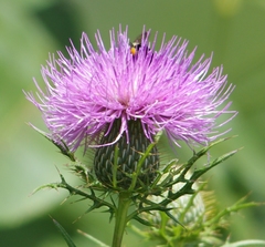 Cirsium pumilum