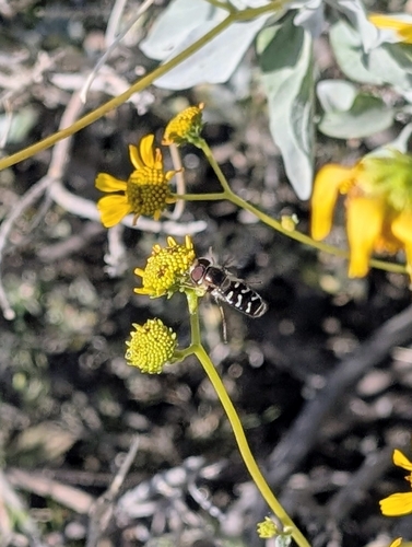 Unknown species found near Whitewater, CA 92282, USA