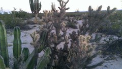 Cylindropuntia sanfelipensis