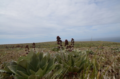 Pleurophyllum hookeri