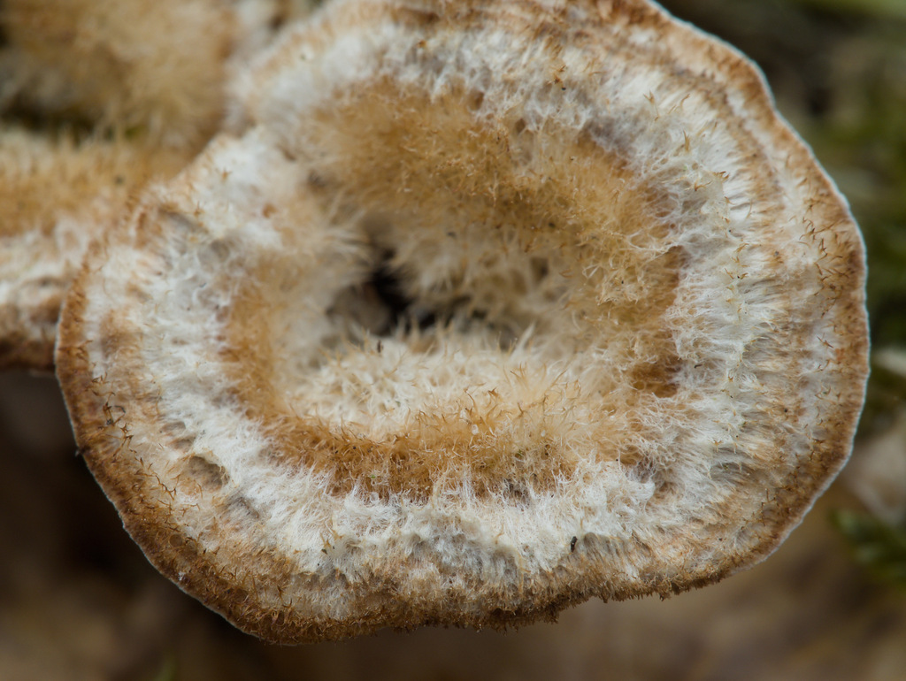 Stereum hirsutum · March 2026 · photo: © letiziaw (iNaturalist, cc-by)