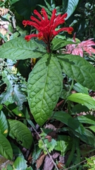 Scutellaria costaricana