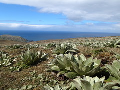Pleurophyllum hookeri