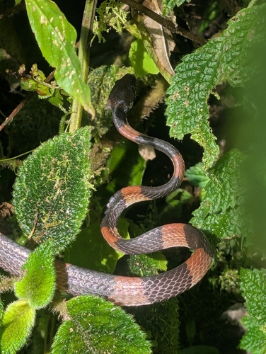 Photo of a Temporal Snail-eater (Dipsas temporalis)