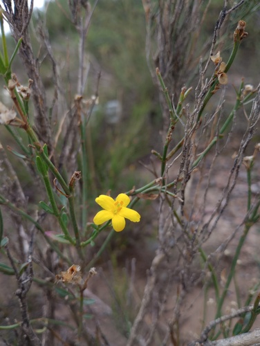 Tenfinger menodora (Menodora decemfida)