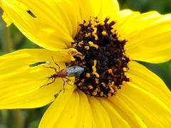 Dilophus occipitalis