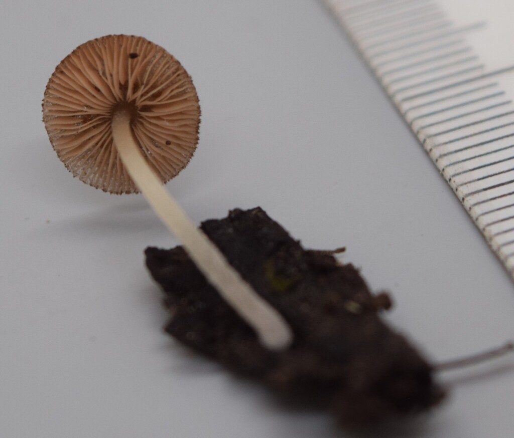 Pluteus inconspicuus