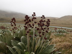 Pleurophyllum hookeri