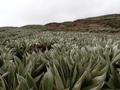Pleurophyllum hookeri
