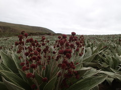 Pleurophyllum hookeri