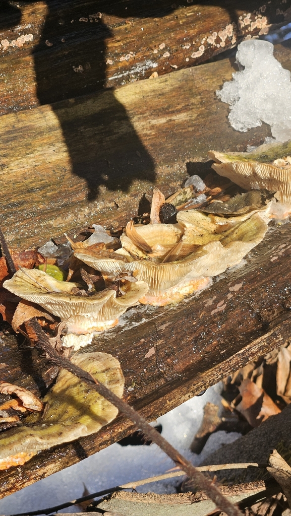 Trametes betulina · February 2026 · photo: © rust_bucket (iNaturalist, cc-by)