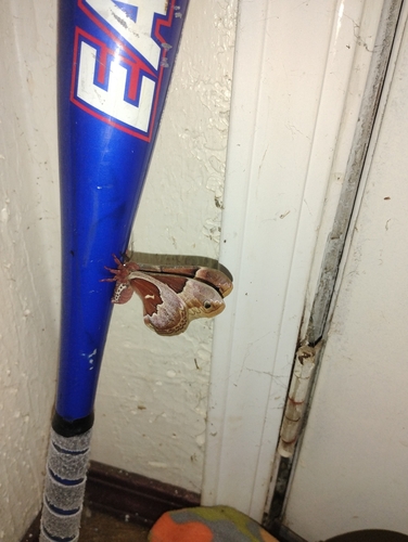 Promethea Silkmoth