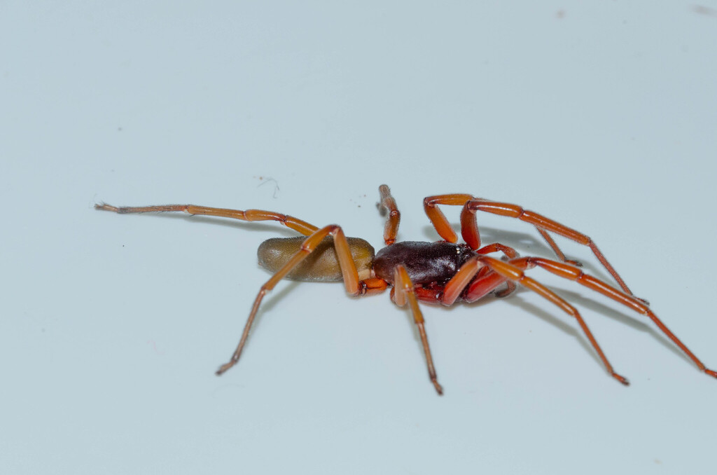 Dysdera mahan