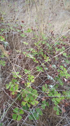 Common Nardoo (Marsilea drummondii)