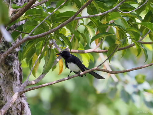 Rhipidura leucophrys