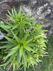 Lilium longiflorum