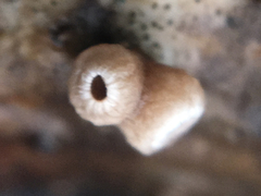 Schizophyllum amplum image