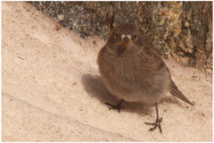Leucosticte atrata
