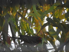 Haemorhous mexicanus