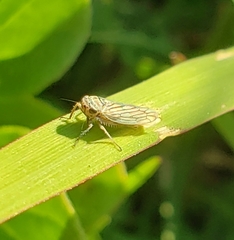 Exitianus obscurinervis