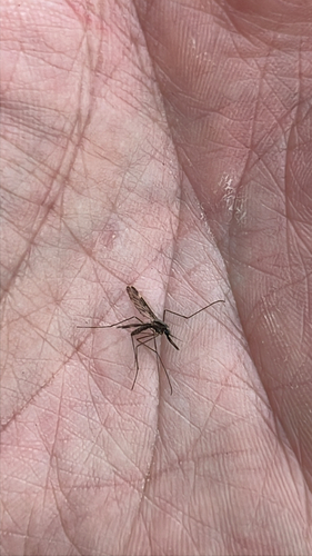 Unknown species found near Pryor Rd, Thurmont, MD, US