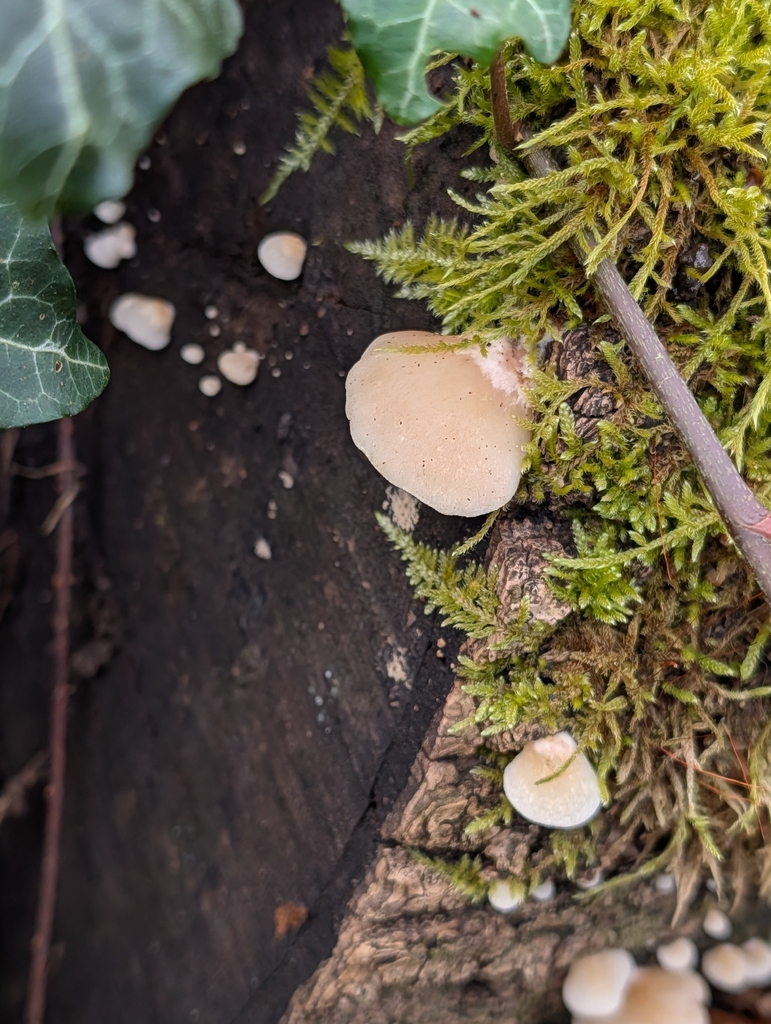 Crepidotus mollis · March 2026 · photo: © pilmar (iNaturalist, cc0)