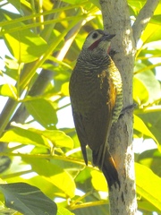 Colaptes auricularis