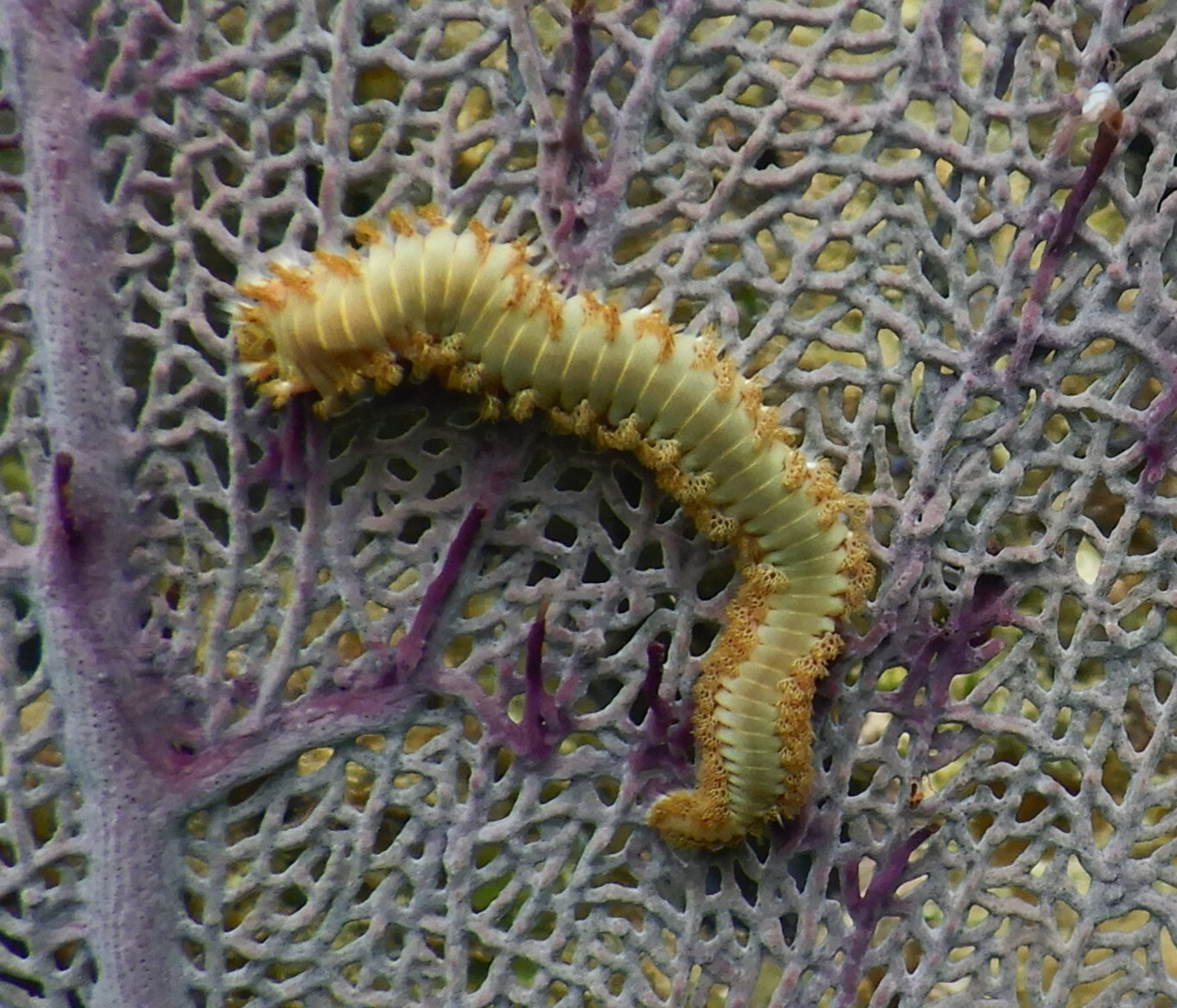 Hermodice carunculata (Pallas, 1766)