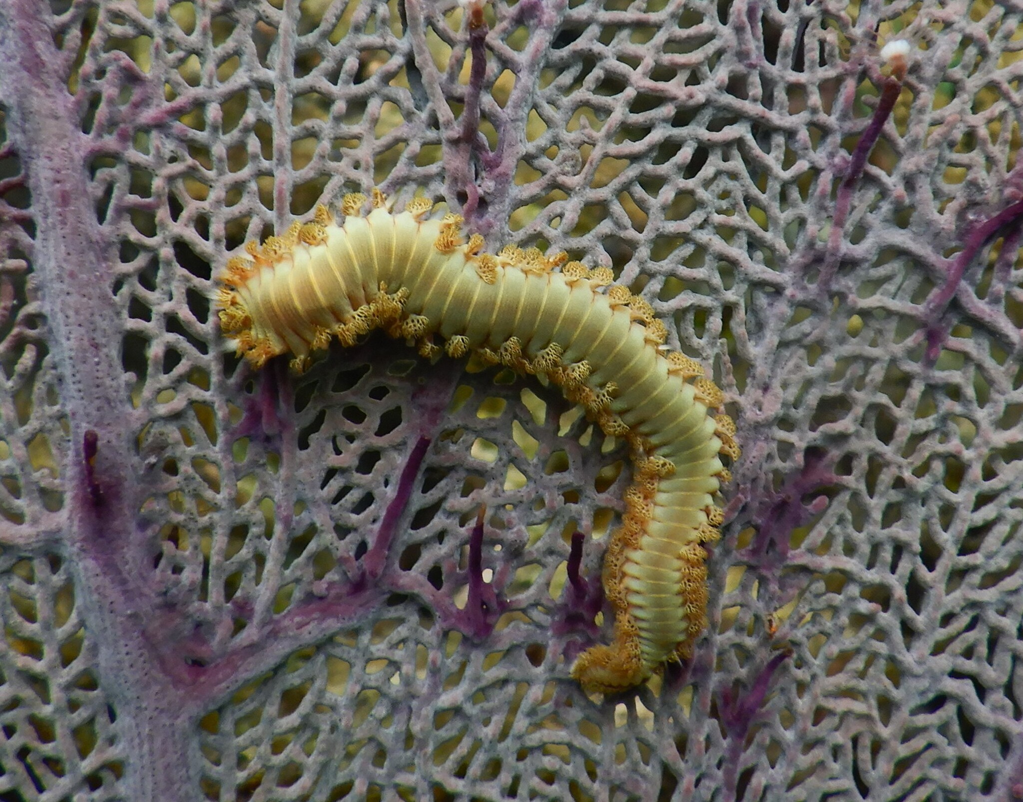 Hermodice carunculata (Pallas, 1766)