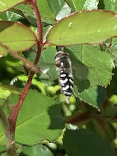 Unknown species found near Del Norte Ct, Fairfield, CA, US