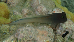 Ophioblennius macclurei