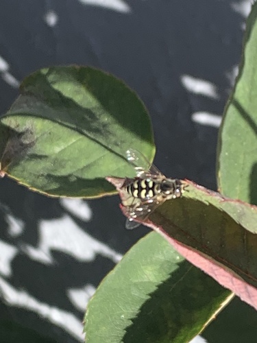 Unknown species found near El Verano Ct, Fairfield, CA, US