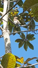 Glaucidium siju