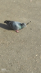 Columba livia domestica
